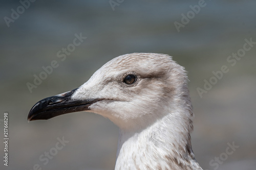 Detailed portrait of Juvenile Yellow-legged gull (larus michahellis)