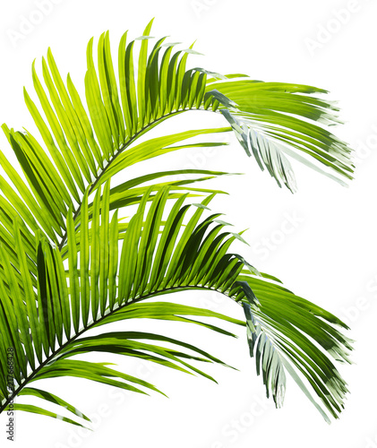 Green palm leaf isolated on white background © Direk Takmatcha
