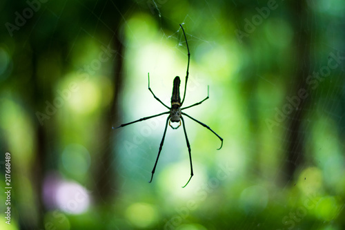 black spider on spider web in green park background