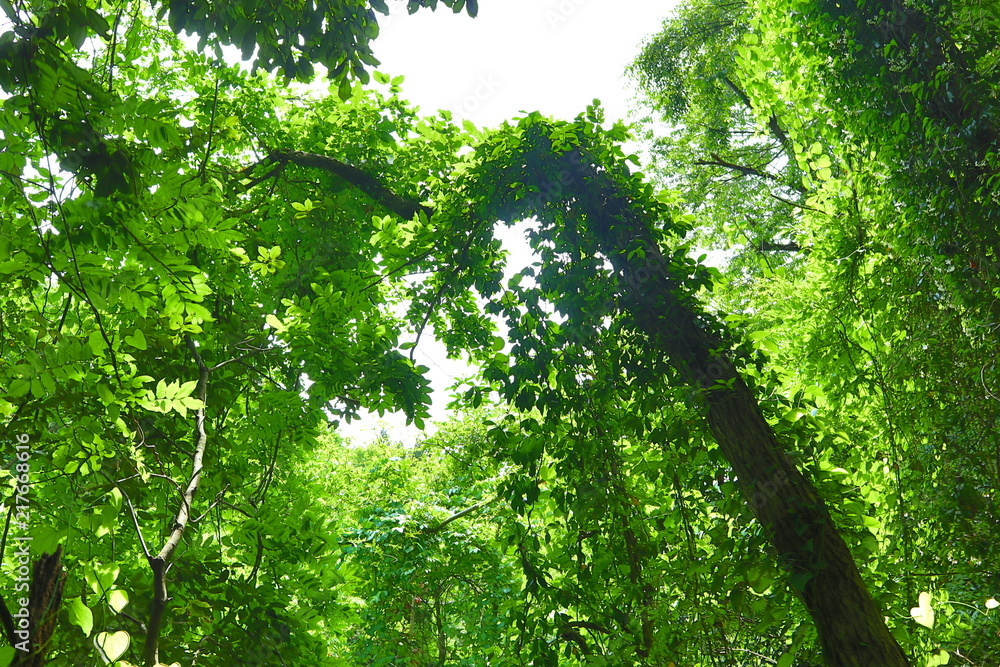Forest Hiking at Arashi-yama Mountain, at Takao. Forest Hiking at Arashi-yama Mountain, at Takao.