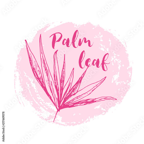 Isolated coconut or queen palm tree with leaves. Beach and rainforest, desert coco flora. Foliage of subtropical fern. Green palmae or jungle arecaceae. Island climate,botany, environment theme