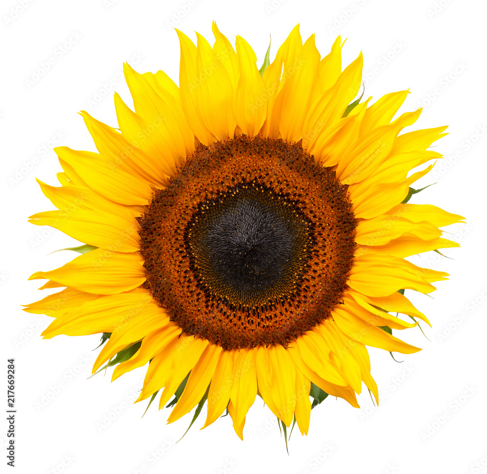 Obraz premium Sunflower Isolated on White Background