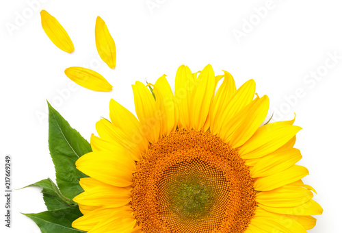 Fototapeta Naklejka Na Ścianę i Meble -  Sunflower Concept Isolated on White Background