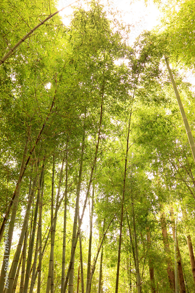 Looking up the Bamboo Forest, at Takao. Looking up the Bamboo Forest, at Takao.