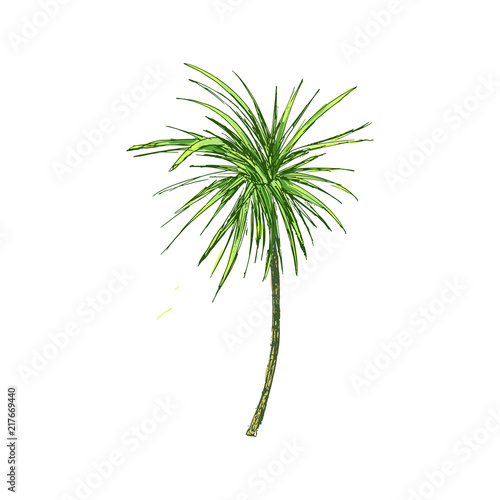 Isolated coconut or queen palm tree with leaves. Beach and rainforest  desert coco flora. Foliage of subtropical fern. Green palmae or jungle arecaceae.Island climate botany  environment theme