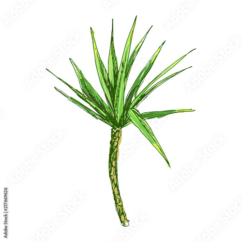 Isolated coconut or queen palm tree with leaves. Beach and rainforest, desert coco flora. Foliage of subtropical fern. Green palmae or jungle arecaceae.Island climate,botany, environment theme