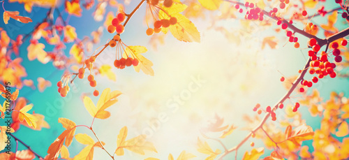 Colorful foliage in autumn park  panoramic background nature with orange autumn berries glows in sun on background of turquoise sky  soft focus  copy space. Autumn leaves in vintage color.