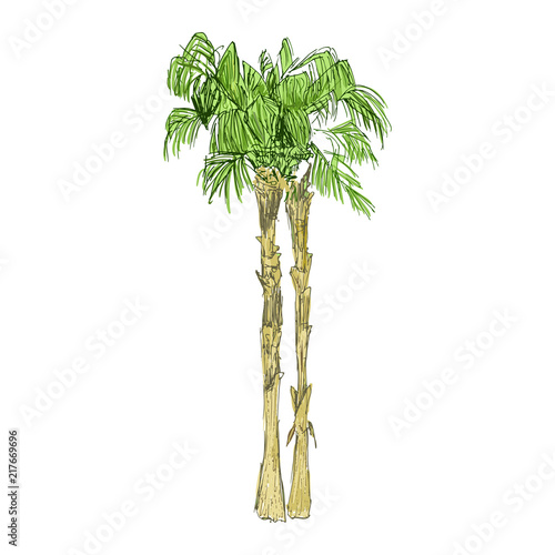 Isolated coconut or queen palm trees with leaves. Beach and rainforest, desert coco flora. Foliage of subtropical fern. Green palmae or jungle arecaceae.Island climate,botany, environment theme