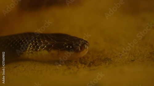 slow-motion of Close up Blue Krait snake ( Bungarus candidus) photo