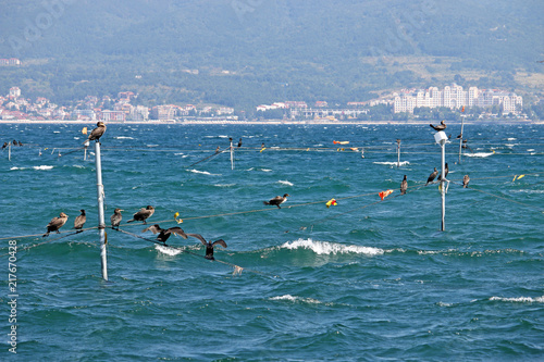 Cormorant Black Sea Nessebar Bulgaria