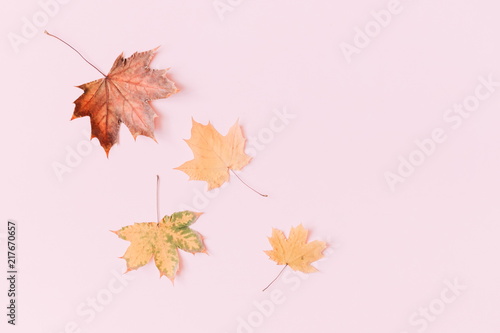 Autumn composition. Pattern made of dried autumn maple leaves on a pastel pink background. Autumn background. Flat lay, top view, copy space 
