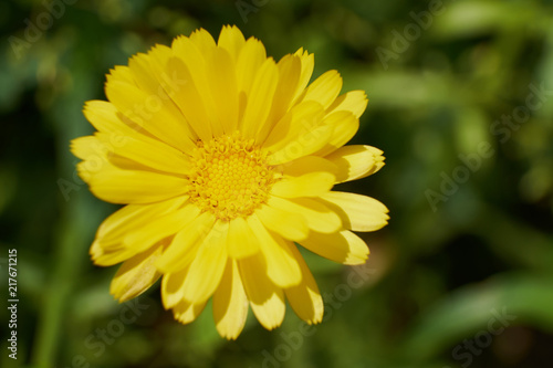 flowers field summer nature insects butterflies solar flower beds landscape design