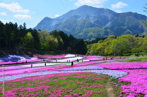 埼玉県の羊山公園の芝桜 © Via Nova