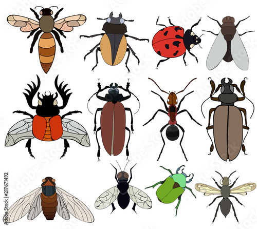 isolated, set of insects, beetles, flies