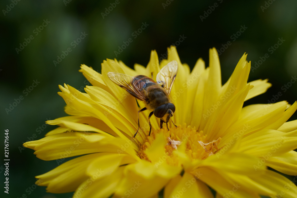 flowers field summer nature insects butterflies solar flower beds landscape design flowers field summer nature insects butterflies solar flower beds landscape design