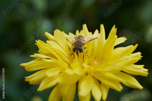 flowers field summer nature insects butterflies solar flower beds landscape design