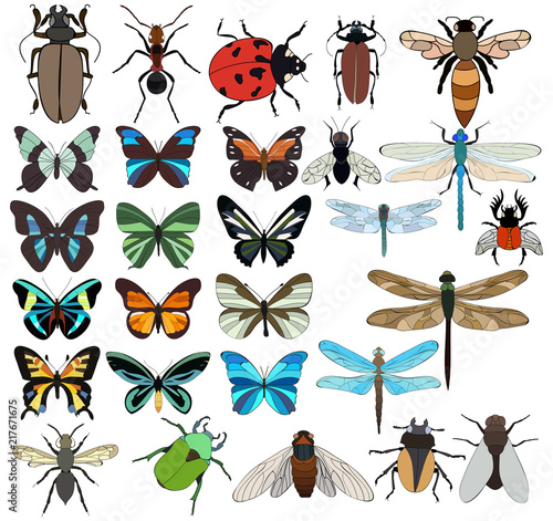 vector, isolated, set of insects, beetles, butterflies, dragonfly
