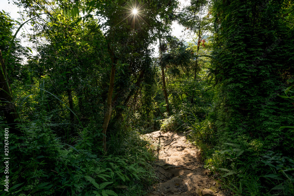 Fototapeta premium Trail in tropical green forest with ray of sunrise light