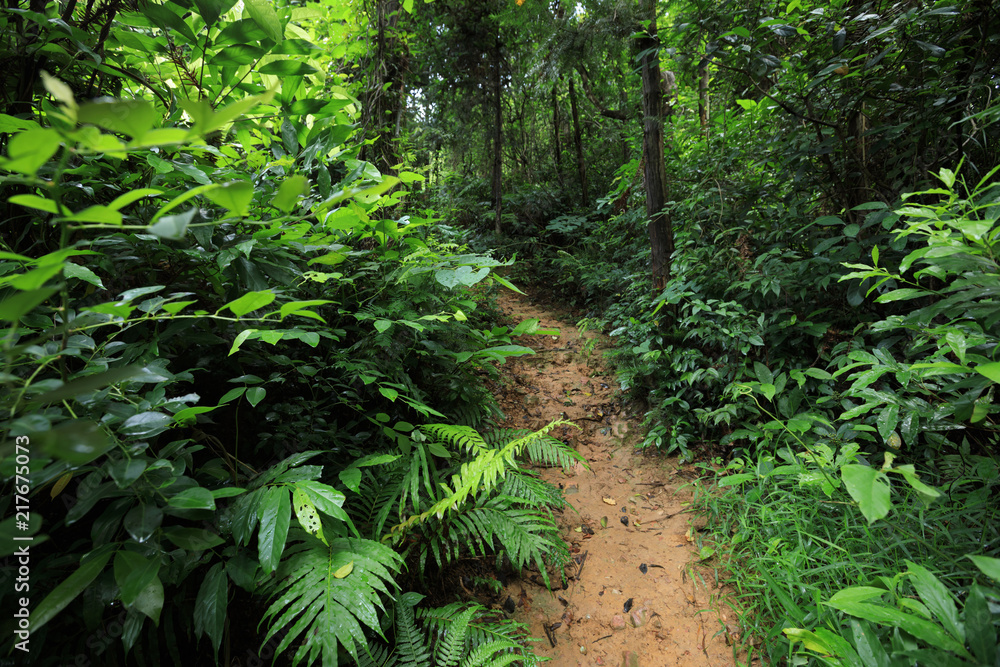 Fototapeta premium Tropical asian jungle after rain in summer