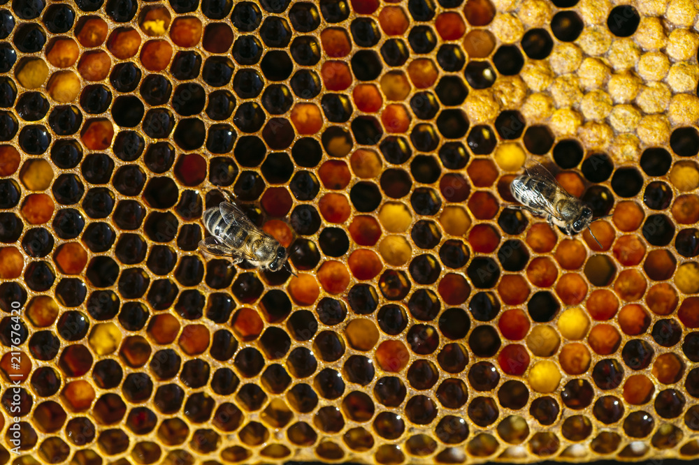 busy honey bee working on honeycomb macro shot busy honey bee working on honeycomb macro shot