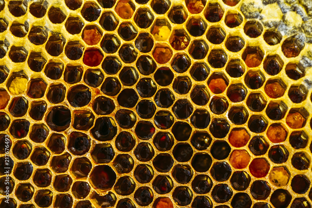 Close up of honeycomb Close up of honeycomb