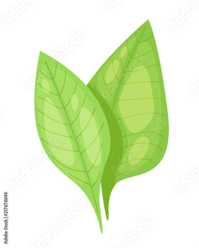Traditional tobacco in form of plants and powder in future.