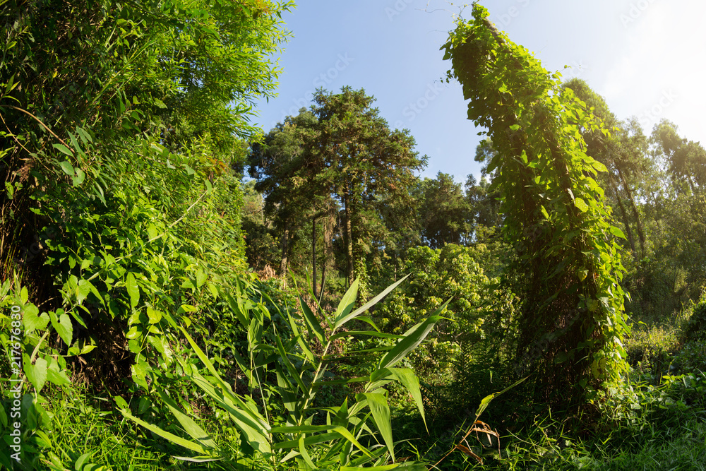 Obraz premium Sunrise in tropical green forest landscape in summer