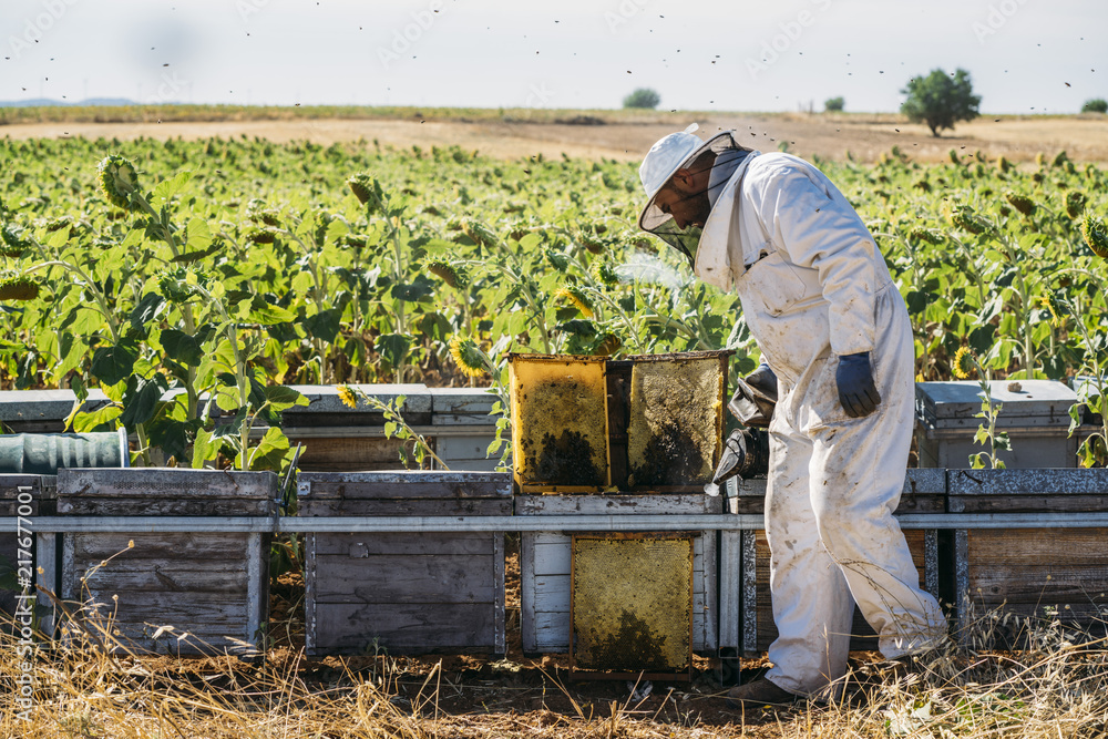 Beekeeper working collect honey Beekeeper working collect honey