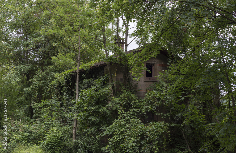 Abandoned house covered by trees