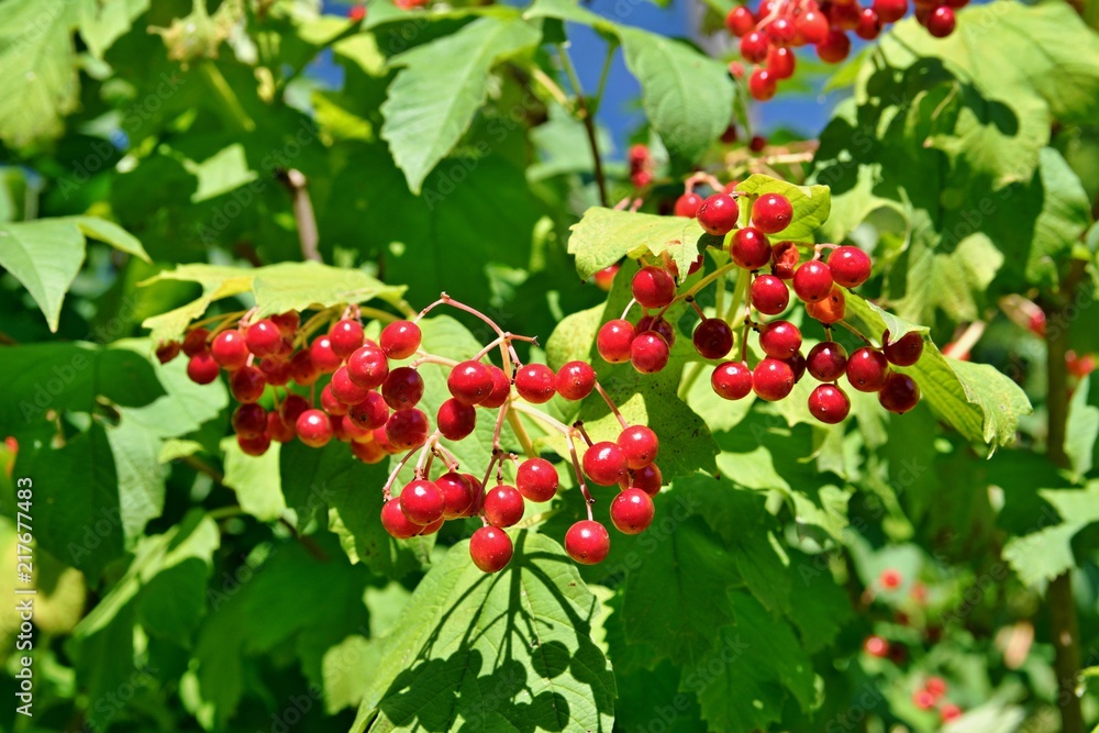 Wild red viburnum berries Wild red viburnum berries