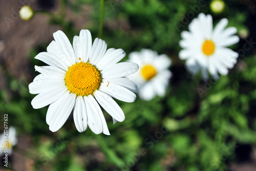 Bellis Perennis Common Daisy Lawn Daisy Or English Daisy Flowers Top View Soft Bokeh Background Stock Photo Adobe Stock Bellis Perennis Common Daisy Lawn Daisy Or English Daisy Flowers Top View Soft Bokeh Background Stock Photo Adobe Stock