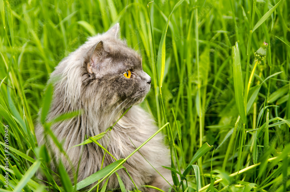 Gray british cat in green grass.