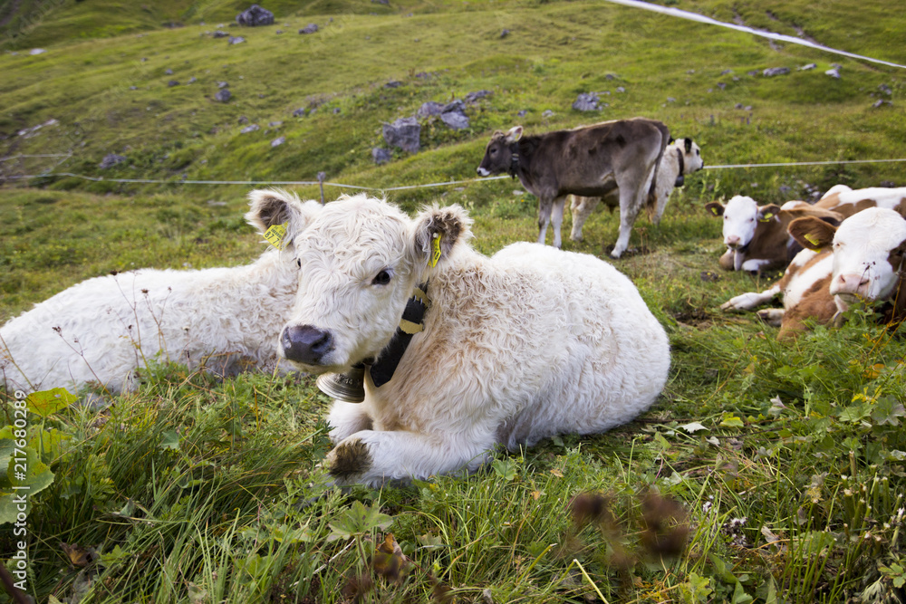 Fototapeta premium Bergkühe in den Alpen