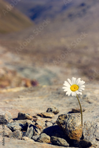 Gänseblümchen im Hochgebirge © hoch3fotografie