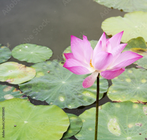 Pink lotus in the lagoon