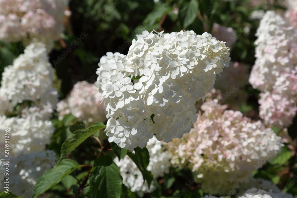 Flowering of the white Hydrangea Paniculata in the city park. Tardiva grade
Flowering of the white Hydrangea Paniculata in the city park. Tardiva grade