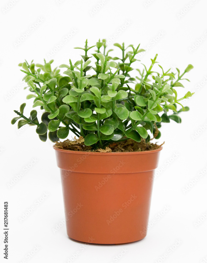 Fototapeta premium Tree that decorate the room. Pot fake plant isolated on white