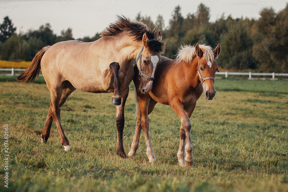 Horses are playing in paddock
Horses are playing in paddock