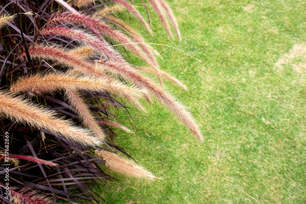 Fountain purple grass on meadow with space for text Fountain purple grass on meadow with space for text