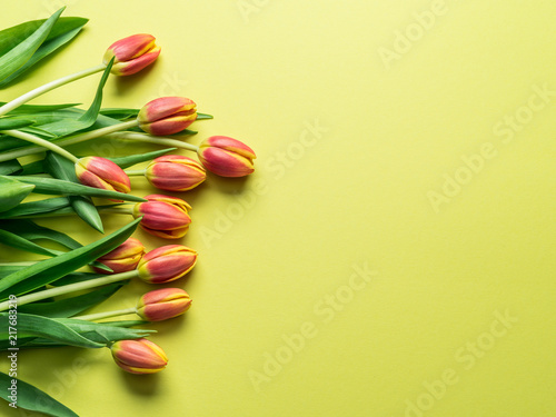 Fototapeta Naklejka Na Ścianę i Meble -  Delicate fresh tulips on yellow background.