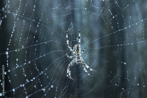 pająk w pajęczynie