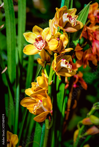 Yellow orchid flowers close-up