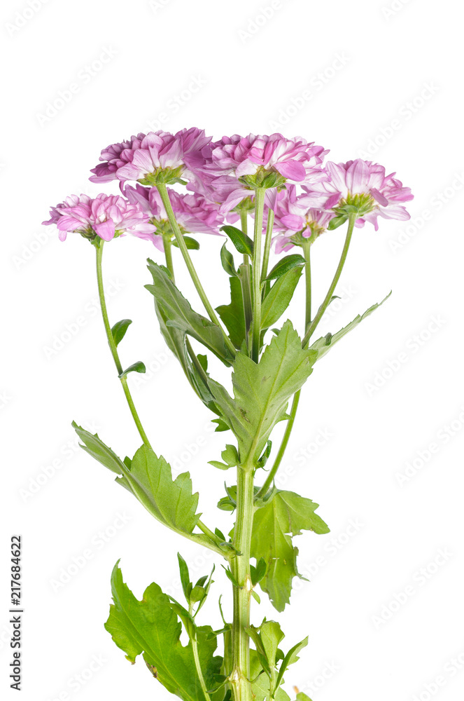 beautiful chrysanthemum isolated on white beautiful chrysanthemum isolated on white
