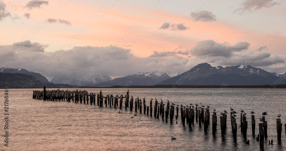 Seagulls standing on wooden logs in the sea during the sunset. Old deck in Puerto Natales, Chile.