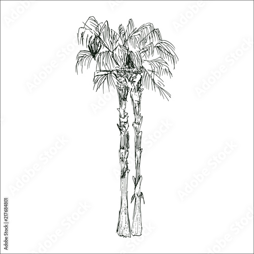 Isolated sketched coconut or queen palm tree with leaves. Beach and rainforest, desert coco flora. Foliage of subtropical fern. Green palmae or jungle arecaceae. Botany, environment theme