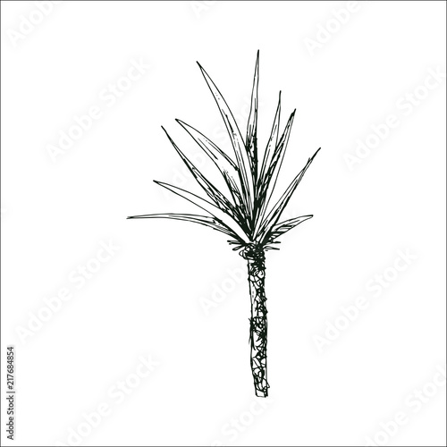 Isolated sketched coconut or queen palm tree with leaves. Beach and rainforest, desert coco flora. Foliage of subtropical fern. Green palmae or jungle arecaceae. Botany, environment theme