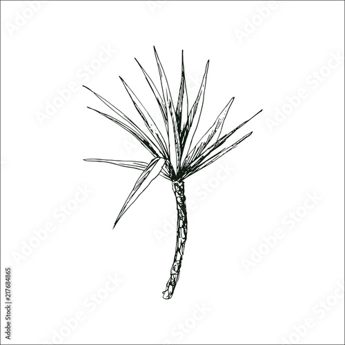 Isolated sketched coconut or queen palm tree with leaves. Beach and rainforest, desert coco flora. Foliage of subtropical fern. Green palmae or jungle arecaceae. Botany, environment theme