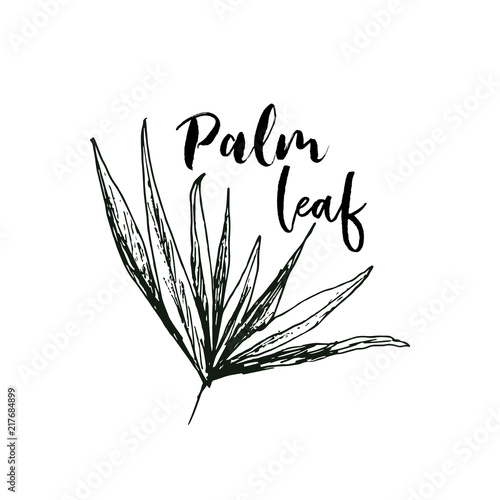 Isolated coconut or queen palm tree with leaves. Beach and rainforest, desert coco flora. Foliage of subtropical fern. Green palmae or jungle arecaceae. Island climate,botany, environment theme