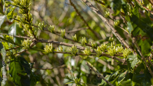 Coffee tree in blossom 