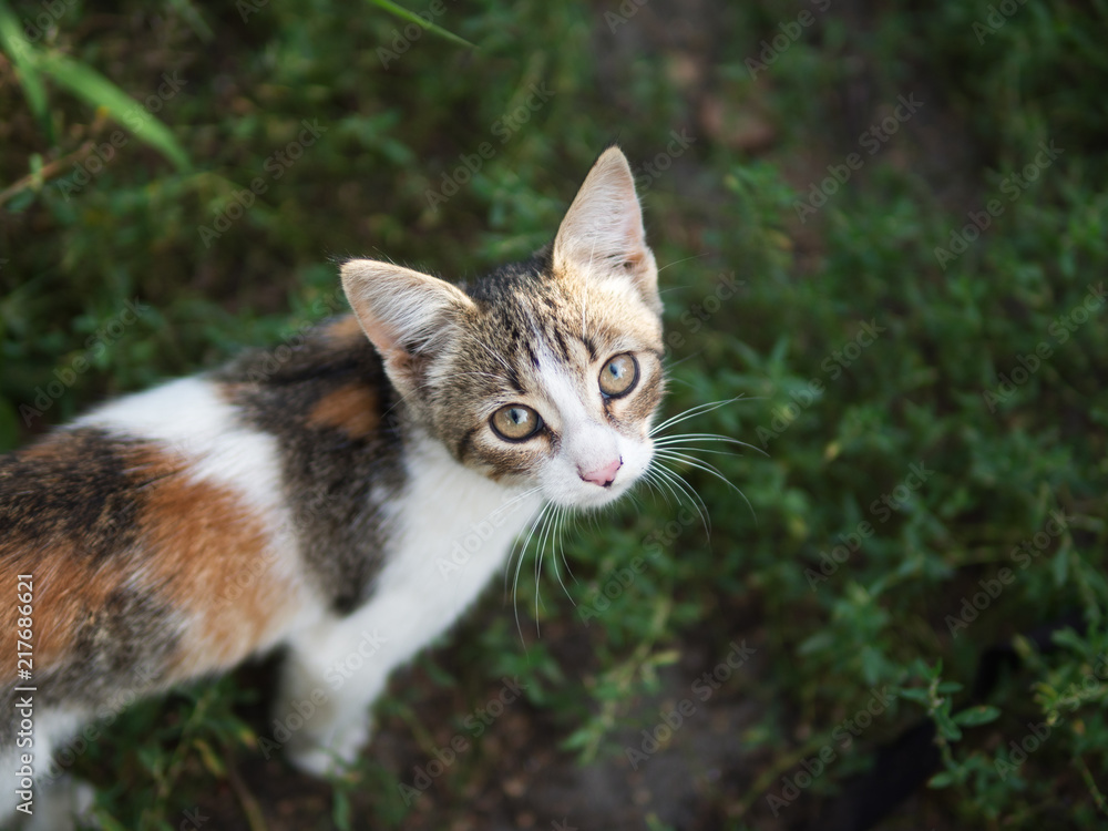 tri-color kind the stray kitten tri-color kind the stray kitten